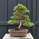 บอนไซ 642:Shimpaku informal upright