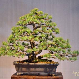 Code 054 : Japanese White Pine