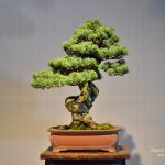 Code 050 : Japanese White Pine