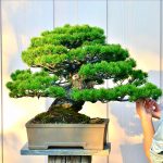 Code 056 : Japanese White Pine