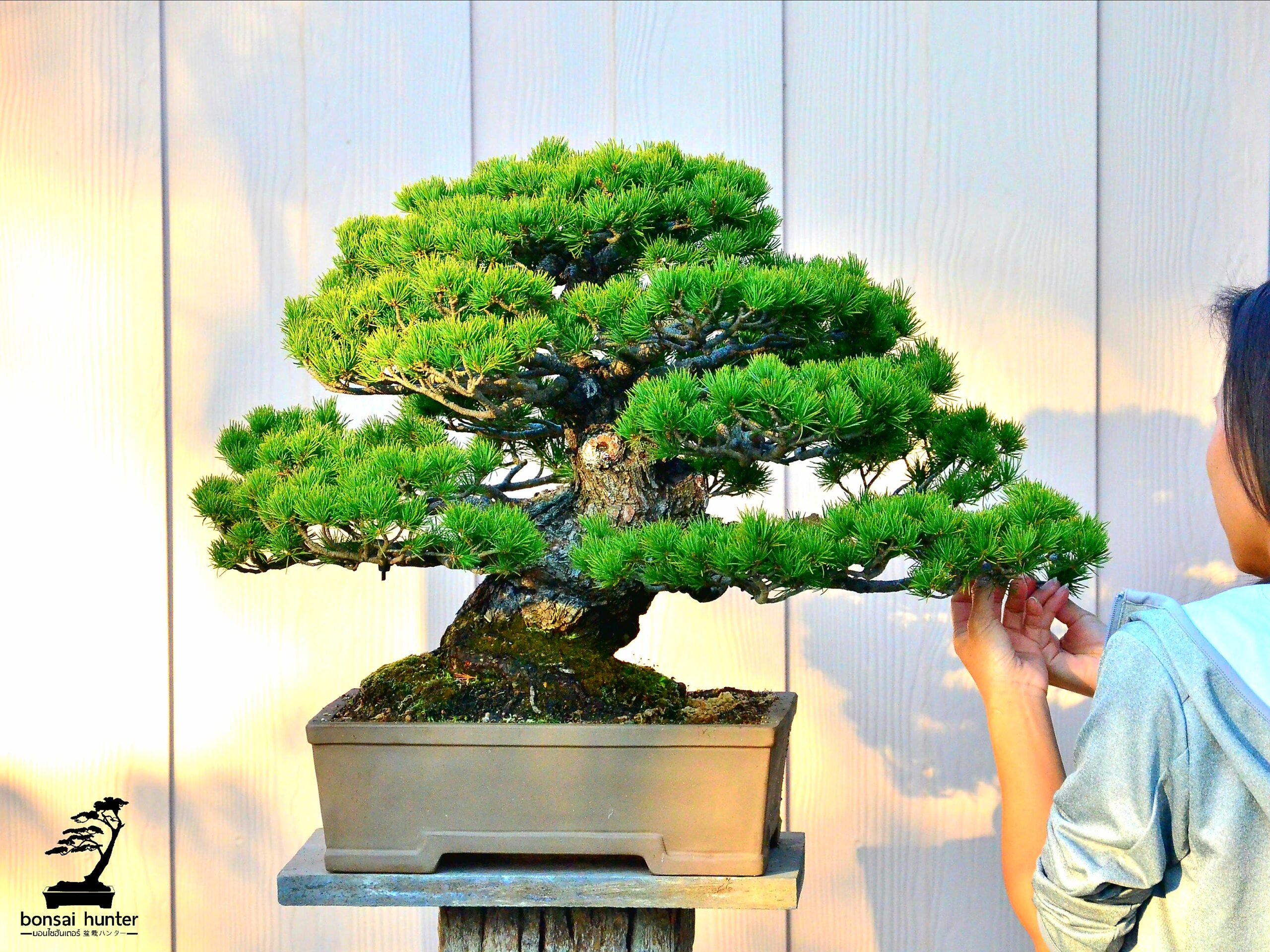 IMG_2610 Code 056 : Japanese White Pine - Image 1
