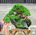 Code 028 : Itoigawa Shimpaku (Top Quality)