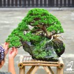 Code 028 : Itoigawa Shimpaku (Top Quality)