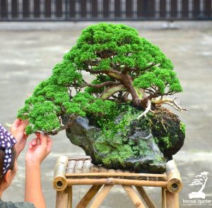 Code 028 : Itoigawa Shimpaku (Top Quality)