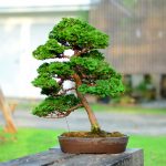 Code 047 : Hinoki Cypress