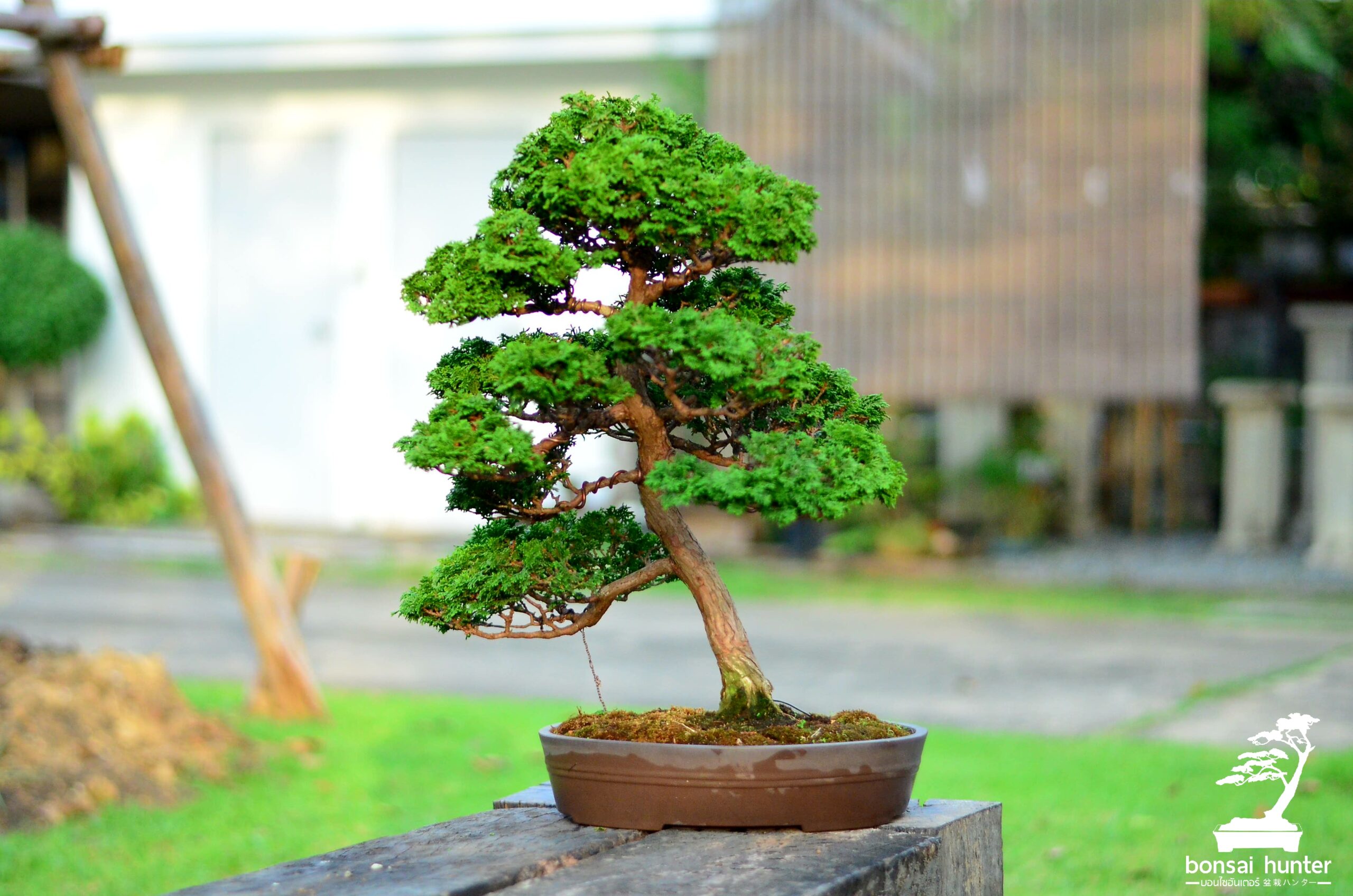IMG_2620 Code 047 : Hinoki Cypress - Image 1