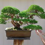 Code 009 : Itoigawa Shimpaku (Top Quality)