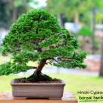 Code 042 : Hinoki Cypress