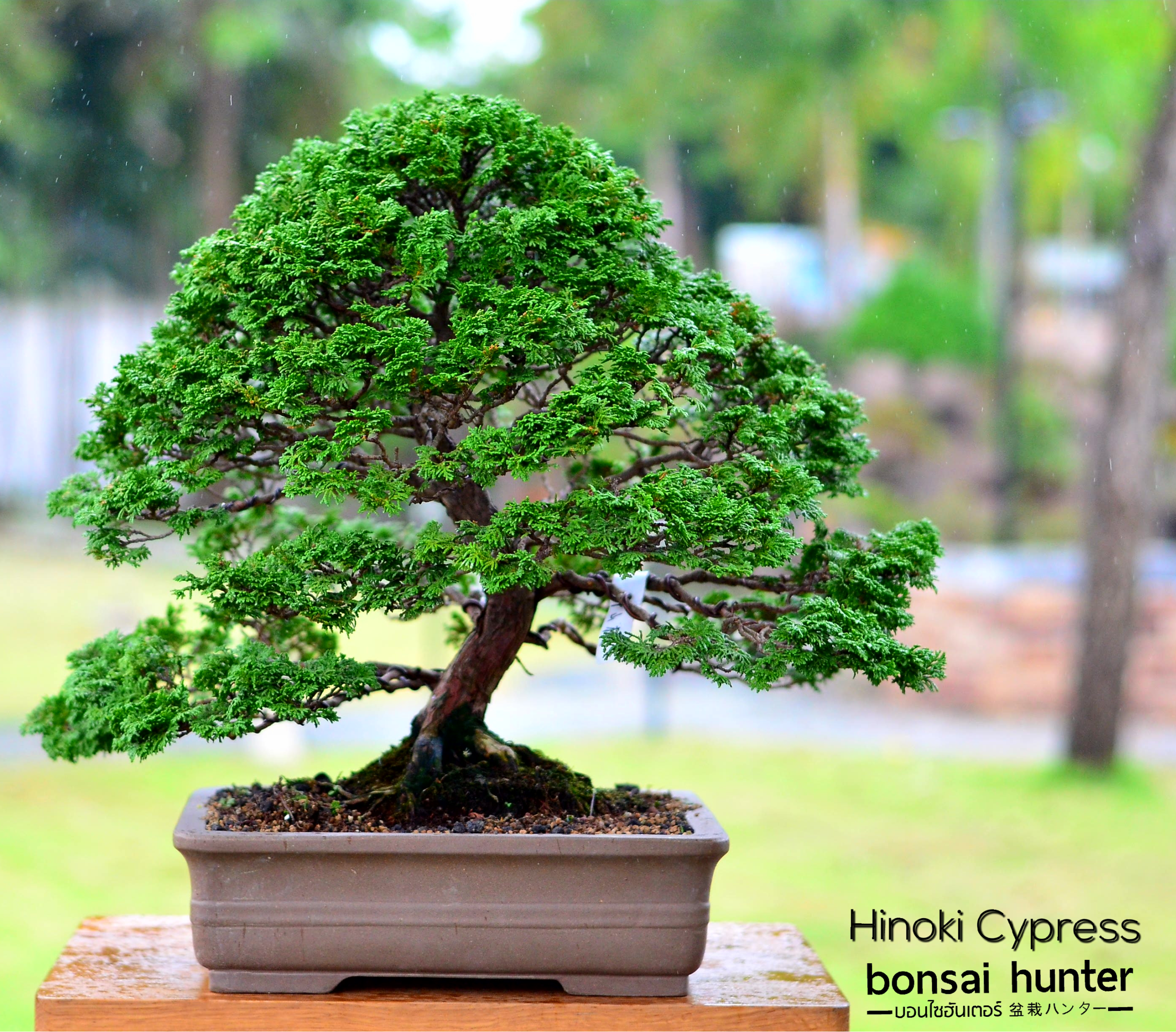 IMG_2631 Code 042 : Hinoki Cypress - Image 1