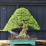 บอนไซ ID796: โมก