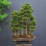 บอนไซ ID787: Master Masahiko Kimura