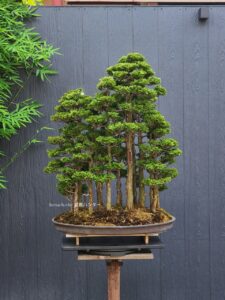 บอนไซ ID787: Master Masahiko Kimura