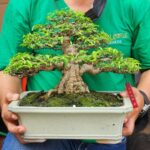 บอนไซ ID795: โมก