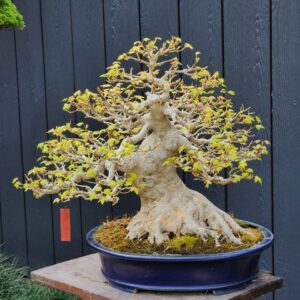 บอนไซ ID794: Kaede Maple by Master Omizo