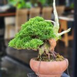 บอนไซ ID793: Shimpaku