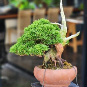บอนไซ ID793: Shimpaku