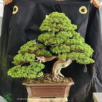 บอนไซ ID792: Master​ ​Piece Shimpaku by Fujikawa Kokaen