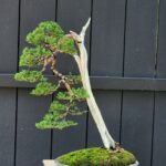 บอนไซ ID791: Shimpaku