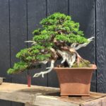 บอนไซ ID790: Shimpaku