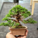 บอนไซ ID789: Shimpaku