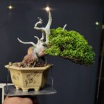 บอนไซ ID788: Shimpaku ​- Quality Shohin