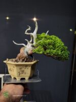 บอนไซ ID788: Shimpaku ​- Quality Shohin