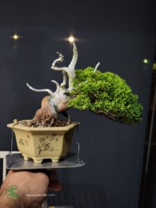 บอนไซ ID788: Shimpaku ​- Quality Shohin