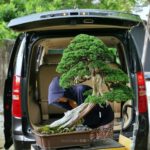 บอนไซ​ 587 : สน Shimpaku (Kishu) - master class  300ปี