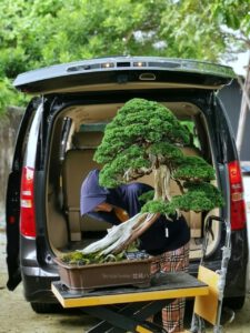 บอนไซ​ 587 : สน Shimpaku (Kishu) - master class  300ปี