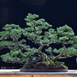 บอนไซ 607: สน Shimpaku Forest style