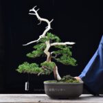 บอนไซ 610: สนShimpaku