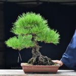 บอนไซ ID613: Japanese Black Pine
