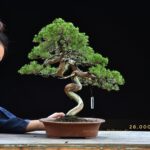 บอนไซ 609: สน Shimpaku