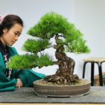 บอนไซ ID614: Japanese Black Pine