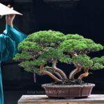 บอนไซ 602: ป่าสน Shimpaku