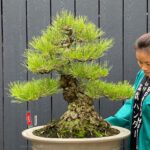 บอนไซ ID620: Japanese Black Pine