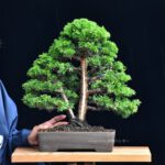 บอนไซ 622: สน Shimpaku