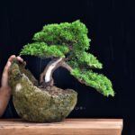 บอนไซ 621: สน Shimpaku Semi Cascade style