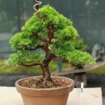 บอนไซ ID662: สน Itoigawa Shimpaku
