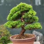 บอนไซ ID661: สน Itoigawa Shimpaku