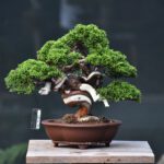 บอนไซ ID655: สน Shimpaku
