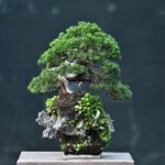 บอนไซ ID653: สน Shimpaku