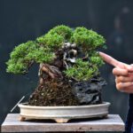 บอนไซ ID654: สน Shimpaku