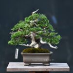 บอนไซ ID656: สน Shimpaku