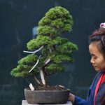 บอนไซ ID658: สน Shimpaku