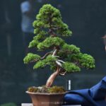 บอนไซ ID659: สน Shimpaku