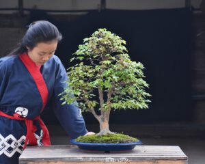 บอนไซ ID663: Kaede Maple - Image 2