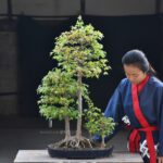 บอนไซ ID665: Kaede Maple forest style