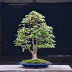 บอนไซ ID663: Kaede Maple