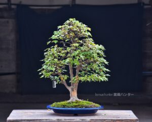 บอนไซ ID663: Kaede Maple